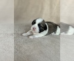 Puppy 4 Lhasa Apso