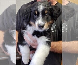 Medium Australian Shepherd