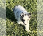 Small #13 Shetland Sheepdog