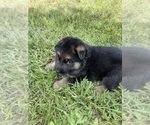 Small Photo #7 German Shepherd Dog Puppy For Sale in HEDGESVILLE, WV, USA