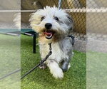 Small #3 Cairn Terrier Mix