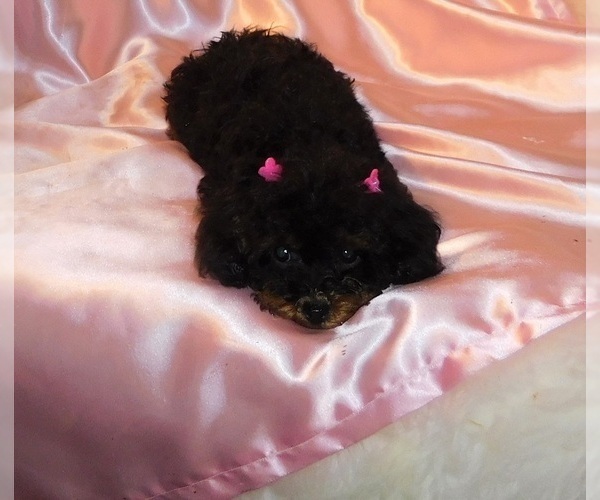 Medium Photo #4 Poodle (Toy) Puppy For Sale in WARRENSBURG, MO, USA