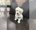 Puppy Red Maltese