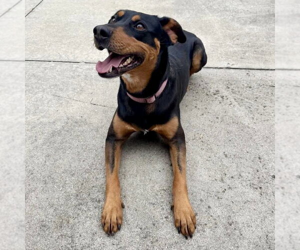 Medium Photo #9 Doberman Pinscher-Unknown Mix Puppy For Sale in Spring Lake, NC, USA
