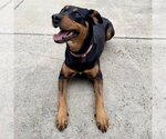 Small #8 Doberman Pinscher Mix