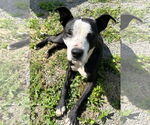 Small #2 American Pit Bull Terrier-Labrador Retriever Mix