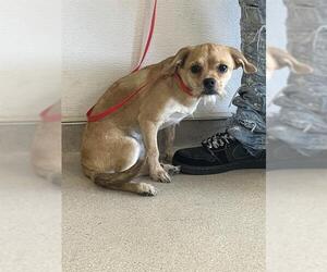 Mutt Dogs for adoption in Long Beach, CA, USA