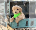 Small Photo #3 Goldendoodle Puppy For Sale in AZLE, TX, USA