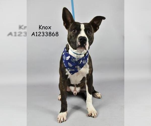 Medium Photo #1 Mutt Puppy For Sale in Bakersfield, CA, USA