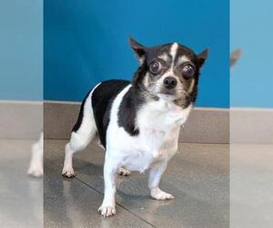 Chihuahua Dogs for adoption in San Martin, CA, USA