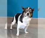 Small Chihuahua