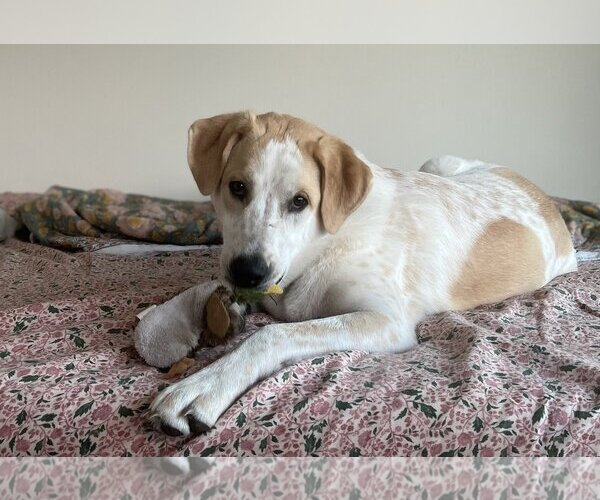 Medium Photo #5 Great Pyrenees-Unknown Mix Puppy For Sale in Spring, TX, USA