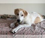 Small #4 Great Pyrenees Mix