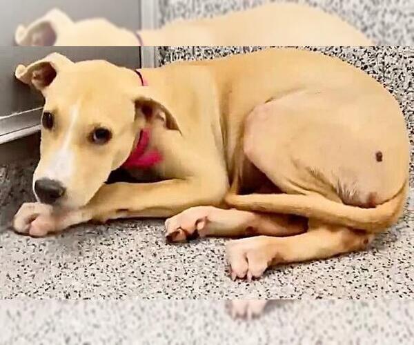 Medium Photo #3 Black Mouth Cur-Unknown Mix Puppy For Sale in Houston, TX, USA