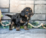 Small Photo #6 Poovanese Puppy For Sale in SUGARCREEK, OH, USA