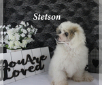 Stetson - Male Poodle (Miniature) Puppy for Sale - Photo #15