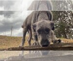 Small Photo #7 Irish Wolfhound Puppy For Sale in RAGLAND, AL, USA