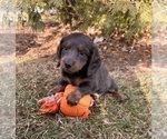 Small #4 Dachshund