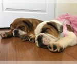 Small Photo #10 Bulldog Puppy For Sale in GLENDALE, AZ, USA