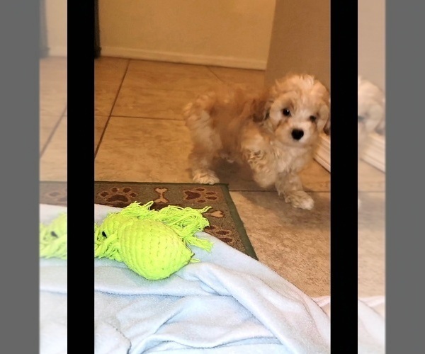 Medium Photo #2 Maltipoo (Toy) Puppy For Sale in TUCSON, AZ, USA