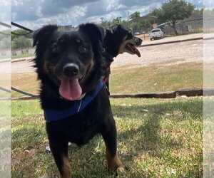 Bub HW+ - Male Australian Shepherd-Rottweiler Mix Dog for Adoption - Photo #3