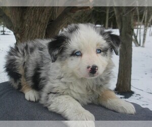 Australian Shepherd Puppy for sale in WILSON, NY, USA