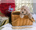 Small #1 Cockapoo (Miniature)