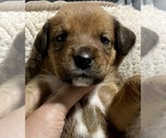Small Photo #6 Boxweiler Puppy For Sale in CULLMAN, AL, USA
