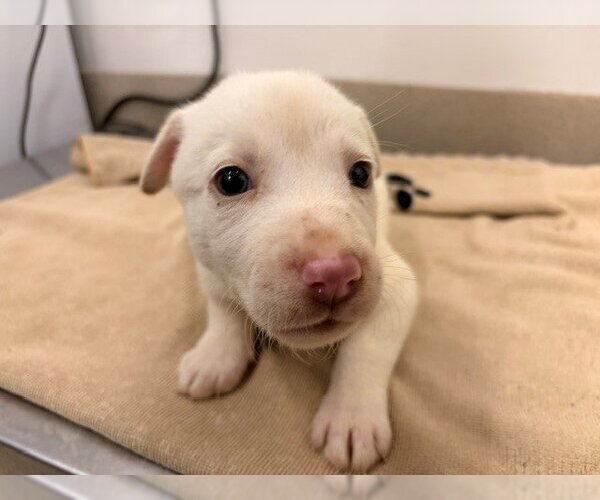 Medium Photo #1 Holland Shepherd-Unknown Mix Puppy For Sale in Baytown, TX, USA
