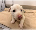 Small Holland Shepherd Mix