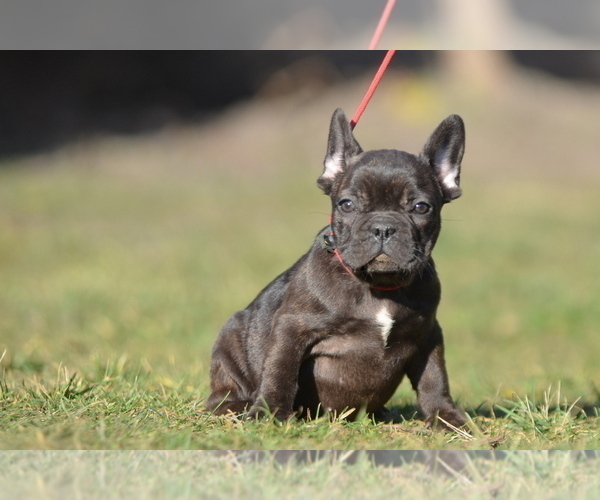 Medium Photo #7 French Bulldog Puppy For Sale in Kiskoros, Bacs-Kiskun, Hungary