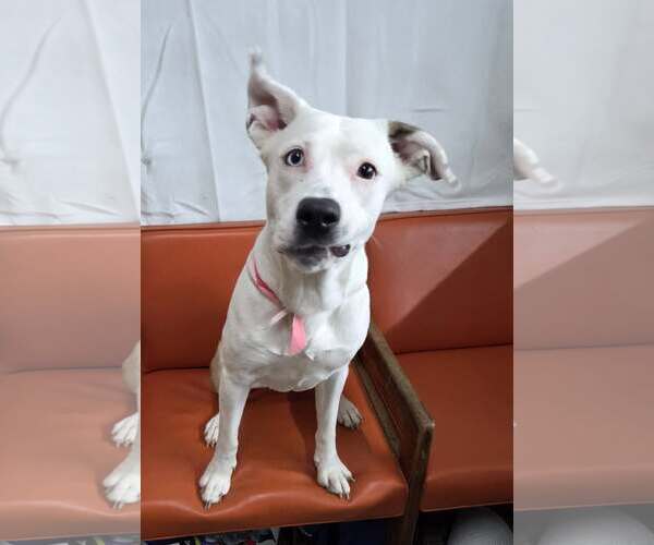 Medium Photo #1 Mutt Puppy For Sale in Martinsburg, WV, USA