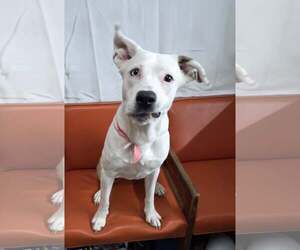 Mutt Dogs for adoption in Martinsburg, WV, USA