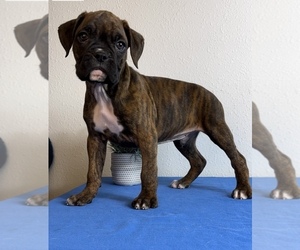 Boxer Puppy for sale in FRANKLIN, IN, USA