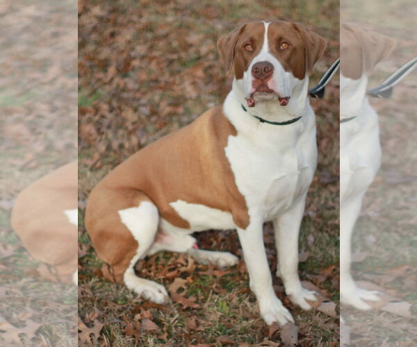 Medium Photo #7 Saint Bernard-Unknown Mix Puppy For Sale in Cookeville, TN, USA