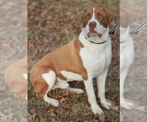 Finn - Male Saint Bernard-Unknown Mix Dog for Adoption - Photo #7