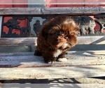 Small Photo #49 Shih Tzu Puppy For Sale in HAYWARD, CA, USA