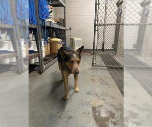 Mutt Dogs for adoption in Stockton, CA, USA