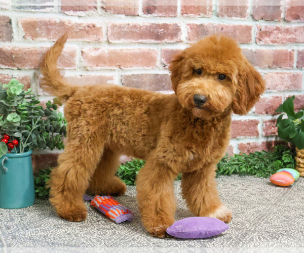 Medium Photo #14 Goldendoodle Puppy For Sale in SYRACUSE, IN, USA