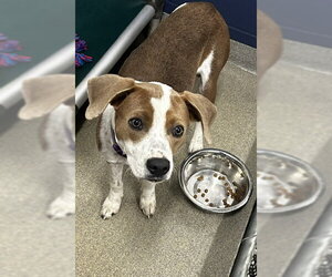 Mutt Dogs for adoption in Sterling, MA, USA