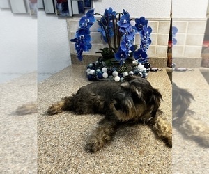 Schnoodle (Standard) Puppy for sale in TAMPA, FL, USA