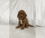 Small Photo #3 Poodle (Miniature) Puppy For Sale in PITTSGROVE, NJ, USA