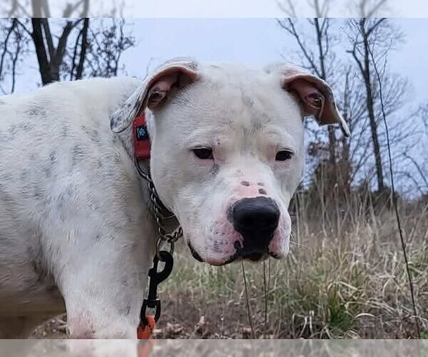 Medium Photo #2 Mutt Puppy For Sale in Foristell, MO, USA