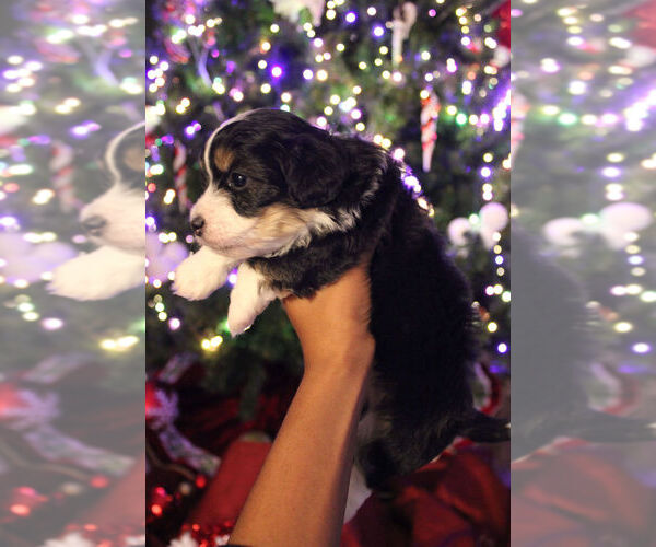 Medium Photo #2 Poovanese Puppy For Sale in LOUISVILLE, KY, USA