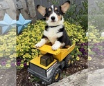 Image preview for Ad Listing. Nickname: Gunner