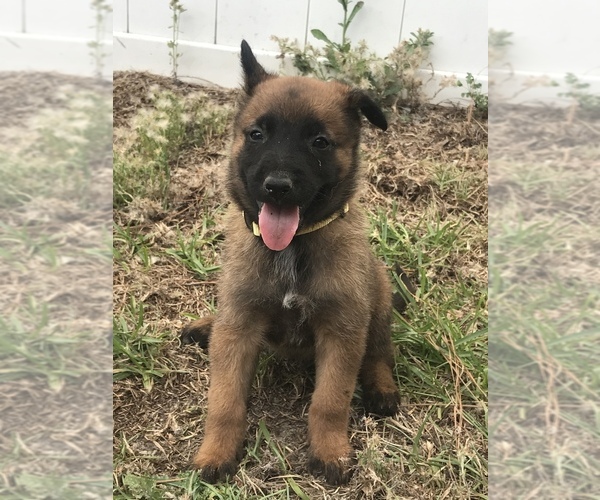 Medium Photo #5 Belgian Malinois Puppy For Sale in WAYCROSS, GA, USA