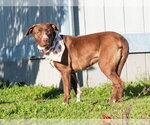 TIPPER - Female Border Collie-Unknown Mix Dog for Adoption - Small photo