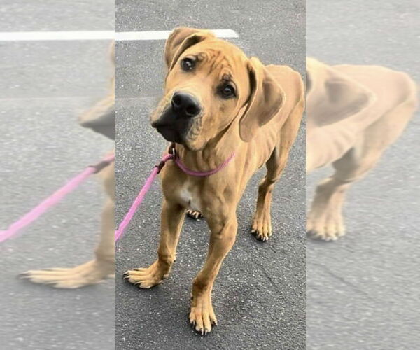 Medium Photo #1 Great Dane-Unknown Mix Puppy For Sale in Foristell, MO, USA