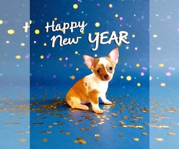 Medium Photo #27 Chihuahua Puppy For Sale in CHARLESTON, AR, USA