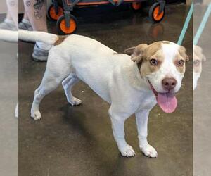 Chihuahua-Unknown Mix Dogs for adoption in Rockwall, TX, USA